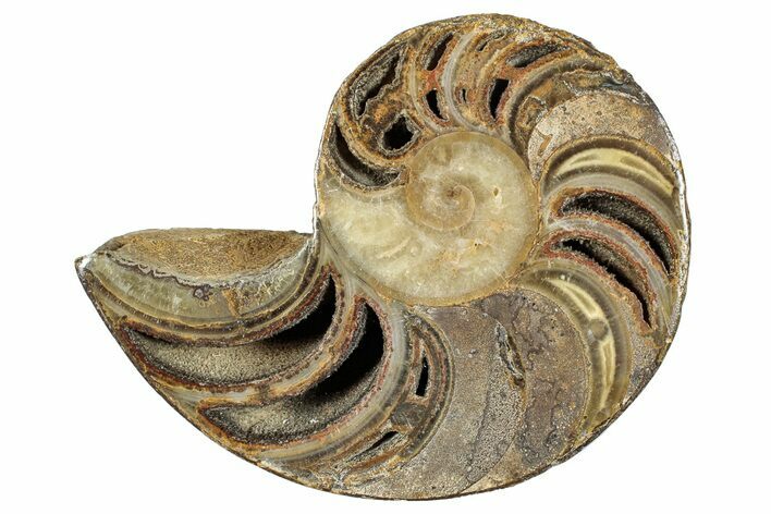 Cut & Polished Jurassic Nautilus Fossil (Half) - Madagascar #289980